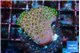 Sarcophython full neon green polyps Australia 3-4 cm WYSIWYG acclimaté