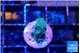 Acropora green purple 1 cm WYSIWYG acclimaté