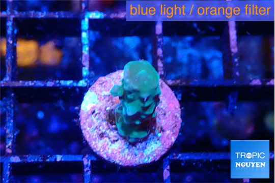 Acropora green purple 1 cm WYSIWYG acclimaté