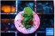 Acropora green purple 1 cm WYSIWYG acclimaté