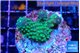 Acropora gemmifera green & golden polyps fijii 2-3 cm WYSIWYG acclimaté