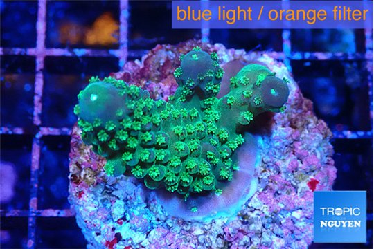 Acropora gemmifera green & golden polyps fijii 2-3 cm WYSIWYG acclimaté