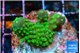 Acropora gemmifera green & golden polyps fijii 2-3 cm WYSIWYG acclimaté