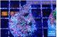 Acropora carduus green polyps deep water 3-4 cm WYSIWYG acclimaté