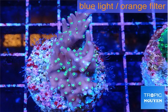 Acropora carduus green polyps deep water 3-4 cm WYSIWYG acclimaté