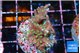Acropora carduus green polyps deep water 3-4 cm WYSIWYG acclimaté
