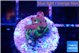 Acropora purple green 1-2 cm WYSIWYG acclimaté