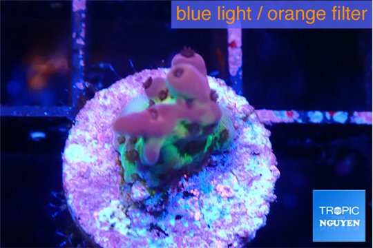 Acropora purple green 1-2 cm WYSIWYG acclimaté