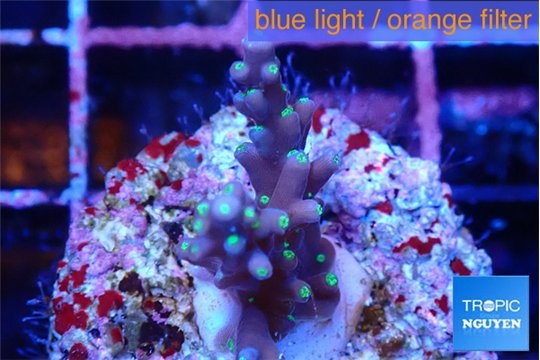 Acropora carduus green polyps deep water 2-3 cm WYSIWYG acclimaté