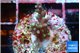 Acropora carduus green polyps deep water 2-3 cm WYSIWYG acclimaté