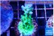 Acropora green blue ice Fijii 3-4 cm WYSIWYG acclimaté