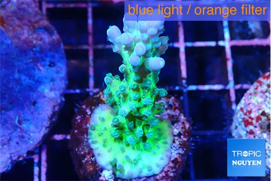 Acropora green blue ice Fijii 3-4 cm WYSIWYG acclimaté