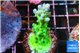 Acropora green blue ice Fijii 3-4 cm WYSIWYG acclimaté