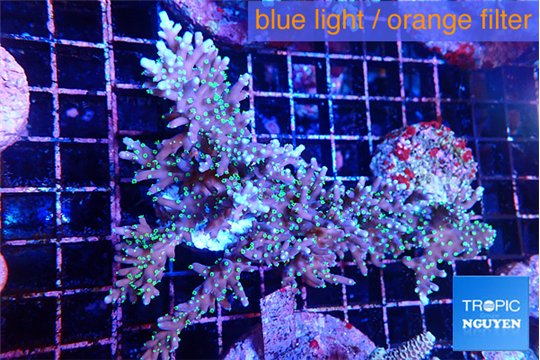Acropora carduus green polyps deep water 13-16 cm WYSIWYG acclimaté
