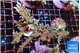 Acropora carduus green polyps deep water 13-16 cm WYSIWYG acclimaté