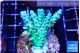 Acropora green blue ice Fijii 3-5 cm WYSIWYG acclimaté