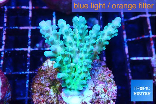 Acropora green blue ice Fijii 3-5 cm WYSIWYG acclimaté