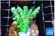 Acropora green blue ice Fijii 3-5 cm WYSIWYG acclimaté