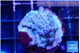 Acropora purple daisy 3-4 cm WYSIWYG acclimaté