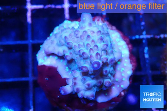 Acropora purple daisy 3-4 cm WYSIWYG acclimaté