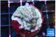 Acropora purple daisy 3-4 cm WYSIWYG acclimaté