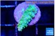 Acropora green blue ice Fijii 2 cm WYSIWYG acclimaté