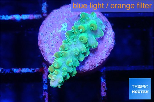 Acropora green blue ice Fijii 2 cm WYSIWYG acclimaté
