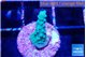 Acropora green purple 2 cm WYSIWYG acclimaté
