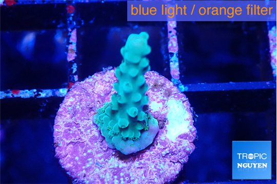 Acropora green purple 2 cm WYSIWYG acclimaté
