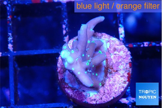 Acropora carduus green polyps deep water 2 cm WYSIWYG acclimaté