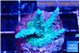Acropora green blue ice Fijii 3-4 cm WYSIWYG acclimaté