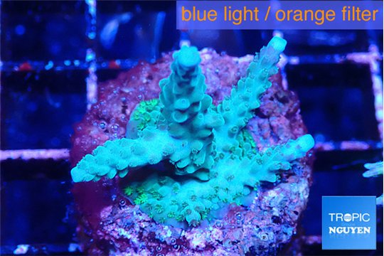 Acropora green blue ice Fijii 3-4 cm WYSIWYG acclimaté