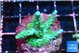 Acropora green blue ice Fijii 3-4 cm WYSIWYG acclimaté