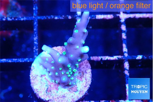 Acropora carduus green polyps deep water 2 cm WYSIWYG acclimaté