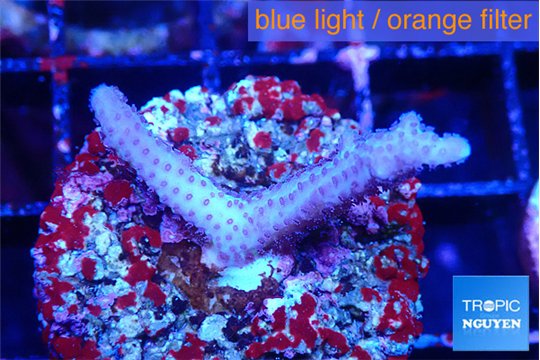 Seritopora pink purple Fijii 2 cm WYSIWYG acclimaté