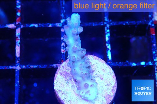 Acropora purple 2 cm WYSIWYG acclimaté