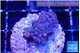 Acropora purple 2-3 cm WYSIWYG acclimaté