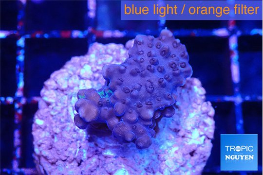 Acropora purple 2-3 cm WYSIWYG acclimaté