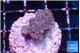 Acropora purple 2-3 cm WYSIWYG acclimaté