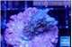 Acropora purple 2-3 cm WYSIWYG acclimaté