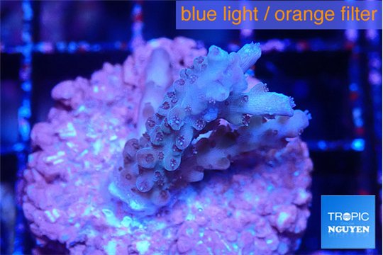 Acropora purple 2-3 cm WYSIWYG acclimaté