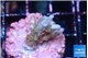 Acropora purple 2-3 cm WYSIWYG acclimaté