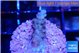 Acropora purple 2 cm WYSIWYG acclimaté