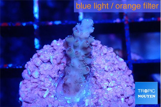 Acropora purple 2 cm WYSIWYG acclimaté