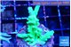 Acropora green 3-4 cm WYSIWYG acclimaté