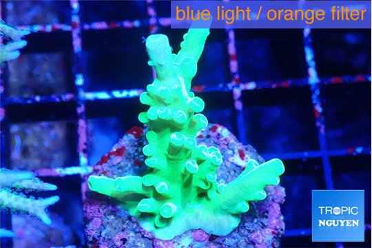 Acropora green 3-4 cm WYSIWYG acclimaté