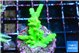 Acropora green 3-4 cm WYSIWYG acclimaté
