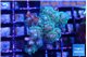 Pocillopora damicornis green & pink tip 3-5 cm WYSIWYG acclimaté
