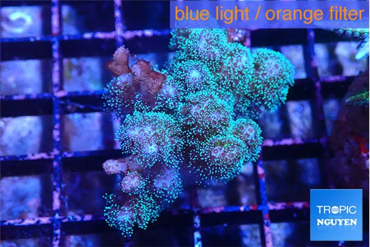 Pocillopora damicornis green & pink tip 3-5 cm WYSIWYG acclimaté