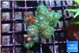 Pocillopora damicornis green & pink tip 3-5 cm WYSIWYG acclimaté